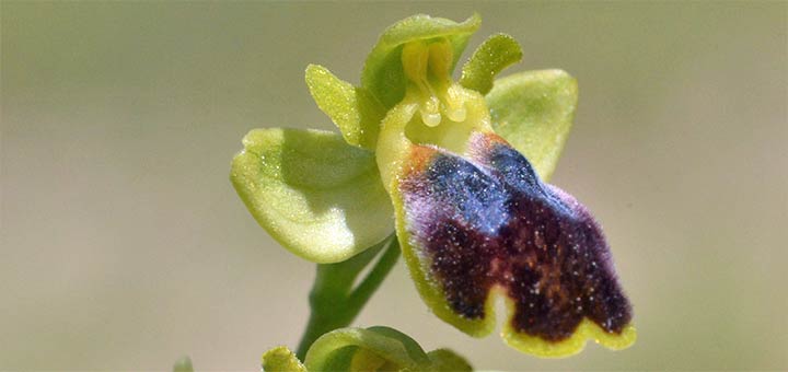 Orchideen auf Ibiza – Ein verborgenes Naturjuwel