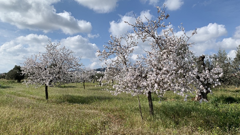 Ibiza im Februar – Geheimtipps für die Nebensaison
